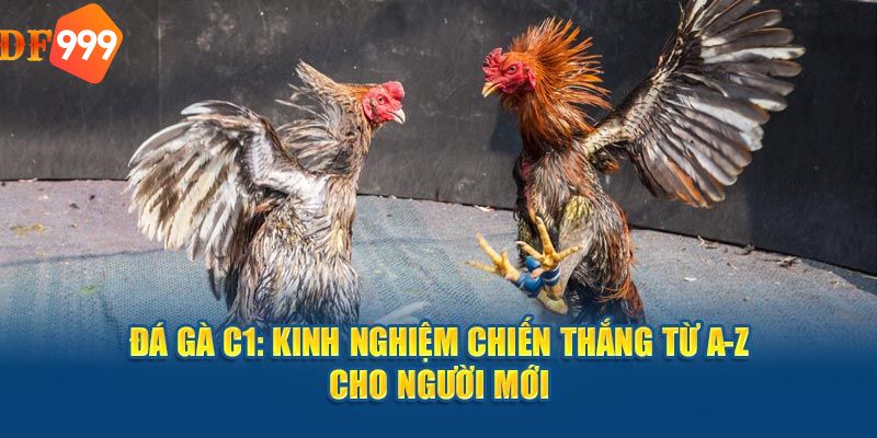 Đá gà trực tiếp C1