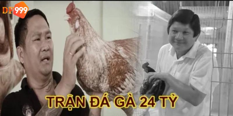 trận đá gà 24 tỷ